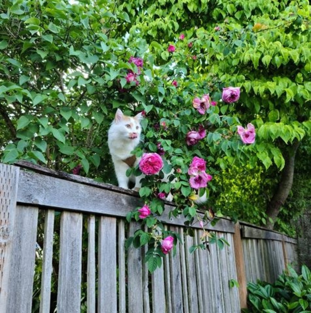 Meet your Posher, Peggy